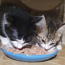 Silas und Shirin