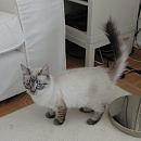 Mila - sucht Einzelplatz
