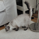 Mila - sucht Einzelplatz