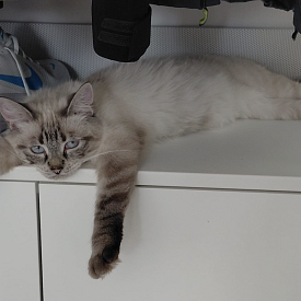 Mila - sucht Einzelplatz