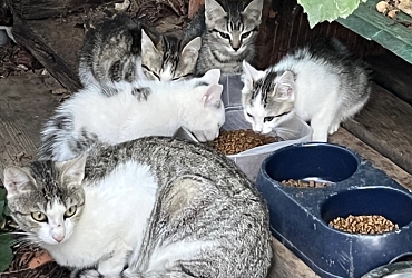 Letztes Wochenende konnten wir diese Katzenfamilie fangen und in eine Pflegefamilie bringen