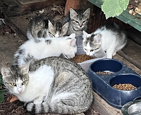 Letztes Wochenende konnten wir diese Katzenfamilie fangen und in eine Pflegefamilie bringen