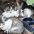 Letztes Wochenende konnten wir diese Katzenfamilie fangen und in eine Pflegefamilie bringen