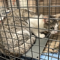 Letztes Wochenende konnten wir diese Katzenfamilie fangen und in eine Pflegefamilie bringen