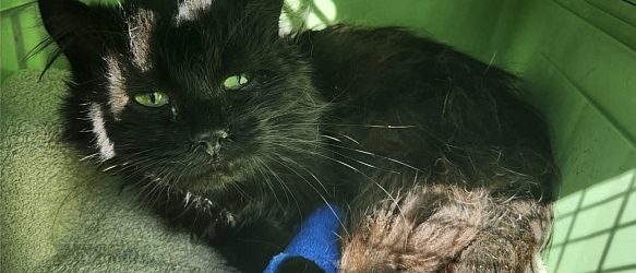 Kater Noé lebte monatelang mit einem Leistenbruch allein gelassen auf der Strasse 