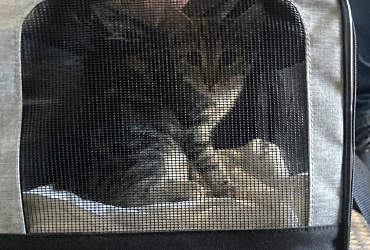 Katerchen Mango durfte heute in sein neues Zuhause ziehen