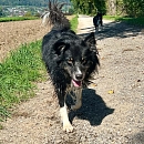 Kiwi - Powerhündin mit Herz sucht ihr Für-immer-Zuhause 💛