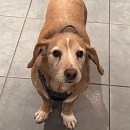 Verträglicher, sanfter Leo - sucht sofort neue Pflegestelle oder Endplatz