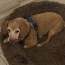 Verträglicher, sanfter Leo - sucht sofort neue Pflegestelle oder Endplatz