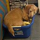 Verträglicher, sanfter Leo - sucht sofort neue Pflegestelle oder Endplatz