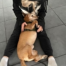 Verträglicher, sanfter Leo - sucht sofort neue Pflegestelle oder Endplatz