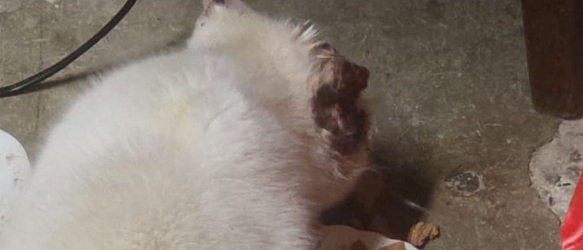 Kastration und medizinische Versorgung verwilderter & gefundener Katzen im Dreiländereck CH-F-D 2025