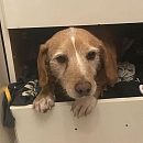 Verträglicher, sanfter Leo - sucht sofort neue Pflegestelle oder Endplatz