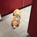 Verträglicher, sanfter Leo - sucht sofort neue Pflegestelle oder Endplatz