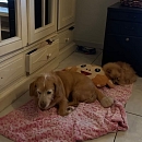 Verträglicher, sanfter Leo - sucht sofort neue Pflegestelle oder Endplatz