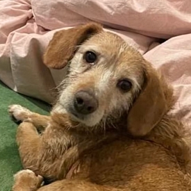 Verträglicher, sanfter Leo - sucht sofort neue Pflegestelle oder Endplatz