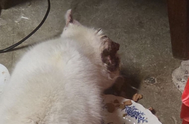 Dezember 2025: Streunerkätzin aus F-Blotzheim mit Hautkrebs an den Ohren der schon bis auf den Knochen gegangen war