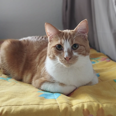 Kater Luigi Tierschutz Tierhilfe Tierheim Pfotenteam 