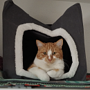 Luigi - gerne zu jüngerem Kater in Wohnungshaltung