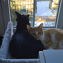 Luigi - gerne zu jüngerem Kater in Wohnungshaltung