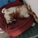 Luigi - gerne zu jüngerem Kater in Wohnungshaltung