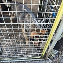 So wurde Bob beim Vorbesitzer gehalten