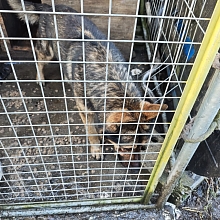 Dieser Schäferhund musste nachts einen Schrottplatz bewachen, tagsüber war er in einem winzigen dreckigen Zwinger weggesperrt
