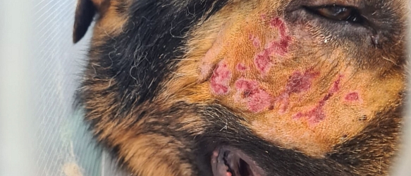 Spendenaufruf Schäferhund BOB