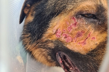 Spendenaufruf Schäferhund BOB