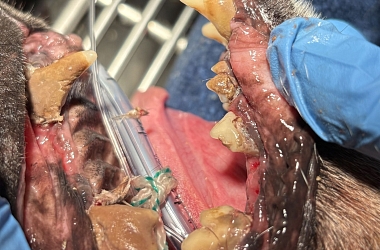 Sein Gebiss vor der Sanierung