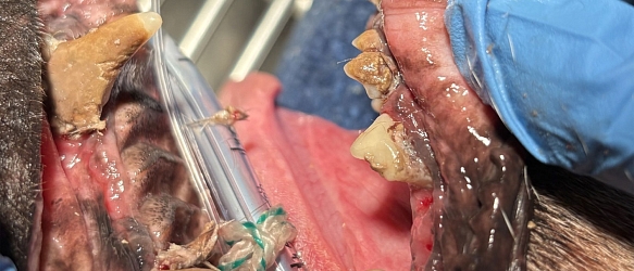 Dackelopa Flash litt unter akuter Bronchitis und hatte ein katastrophales Gebiss - nach seiner Komplettsanierung ist er unglaublich aufgeblüht