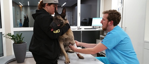 SPENDENAUFRUF BEENDET - Malinois-Hündin Kira musste morgens um 2:30 zum Notdienst - sie hatte starke Bauchkrämpfe