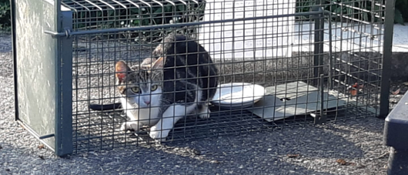 SPENDENAUFRUF BEENDET - Wir brauchen fünf neue Katzenfallen