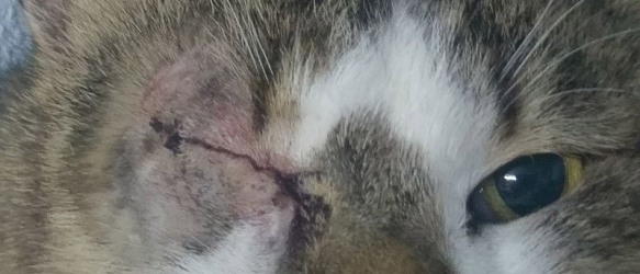 SPENDENAUFRUF BEENDET - Kater Robin ging uns in die Falle, seine Hornhaut vom Herpesvirus angegriffen. Drei Tage danach riss die Hornhaut, wir mussten ihm sein Auge entfernen lassen