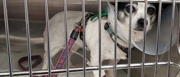 SPENDENAUFRUF BEENDET - Die kleine Luna litt an einer schmerzhaften Pankreatitis