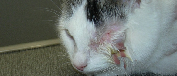 SPENDENAUFRUF ERFOLGREICH BEENDET! - Goblin hatte riesen Glück, dass er gefunden wurde, bevor er an einer Infektion gestorben wäre