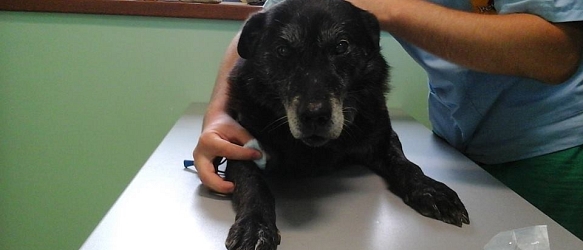 SPENDENAUFRUF BEENDET - Garry: Blutbilder, Ultraschall, Infektionsbehandlung, Kastration & Zahnsanierung. Der alte Hundemann brauchte eine Rundumsanierung