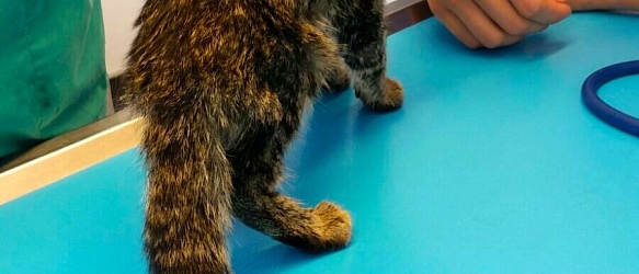 SPENDENAUFRUF ERFOLGREICH BEENDET! - Merida - sie kämpfte um ihr Leben