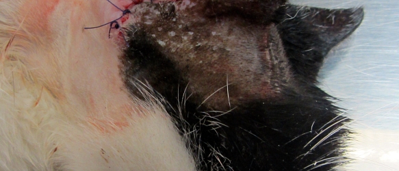 Spendenaufruf erfolgreich beendet! - Kastration und medizinische Versorgung für eine Gruppe Streunerkatzen bei Basel