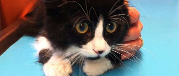 SPENDENAUFRUF BEENDET - Gandor wurde am Strassenrand gefunden. Weil er stark humpelte, wurde er geröntgt