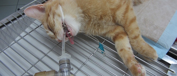 Spendenaufruf erfolgreich beendet! - Operation und Untersuchungen Katerchen Pumba