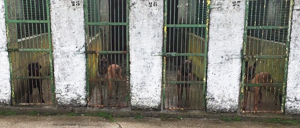 Spendenaufruf beendet! - Pensionskosten Spürhunde/ Malinois in Rente