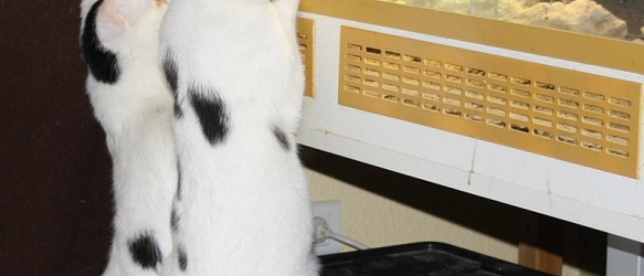 Aaron und Odin sind auf dem Weg der Genesung