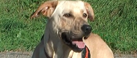 Bitte helfen Sie, Meo's Pensionskosten zu finanzieren