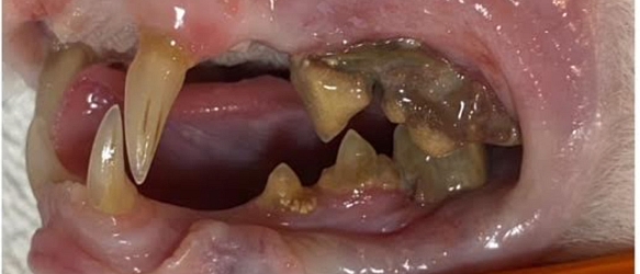 Karisma lebte über 16 Jahre auf der Strasse und war nie bei einem Tierarzt. Das hat Spuren hinterlassen. Vor allem an ihrem Gebiss. Jetzt wurde sie umfassend untersucht und ihr Gebiss saniert