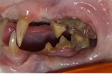 Karisma lebte über 16 Jahre auf der Strasse und war nie bei einem Tierarzt. Das hat Spuren hinterlassen. Vor allem an ihrem Gebiss. Jetzt wurde sie umfassend untersucht und ihr Gebiss saniert