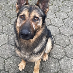 Bob - der perfekte Hund mit sehr viel Potential