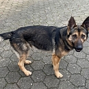 Bob - der perfekte Hund mit sehr viel Potential