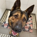 Bob nach Übernahme und nach einer ausgiebigen Dusche,