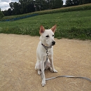 Gaeul - sucht stabiles & hundeerfahrenes Zuhause mögl. ohne Kinder